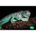 Iguana azul  - Blue (medianas)